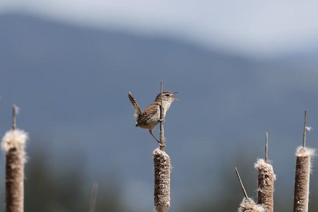 Free download nature wildlife avian bird singing free picture to be edited with GIMP free online image editor