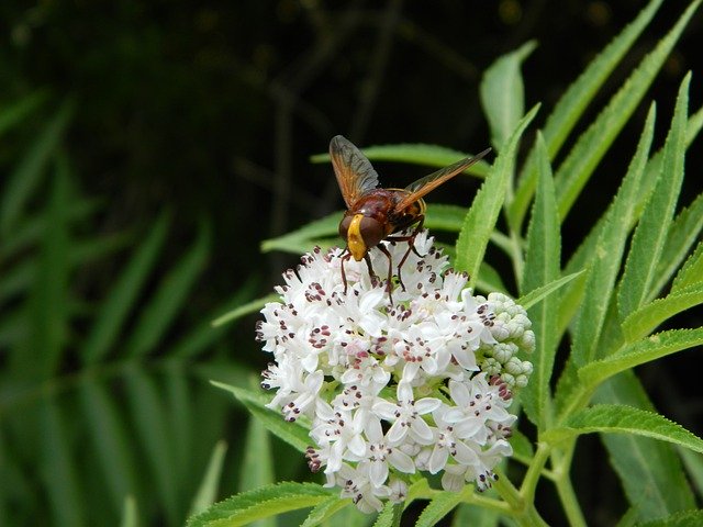 Descarga gratuita Nature Wildlife Bee Dwarf - foto o imagen gratuita para editar con el editor de imágenes en línea GIMP