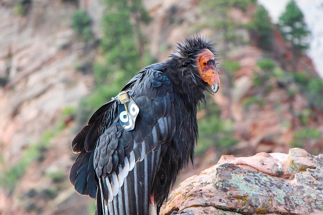 Free download nature wildlife bird animal wild free picture to be edited with GIMP free online image editor