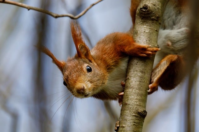 Free download nature wildlife squirrel mammal free picture to be edited with GIMP free online image editor