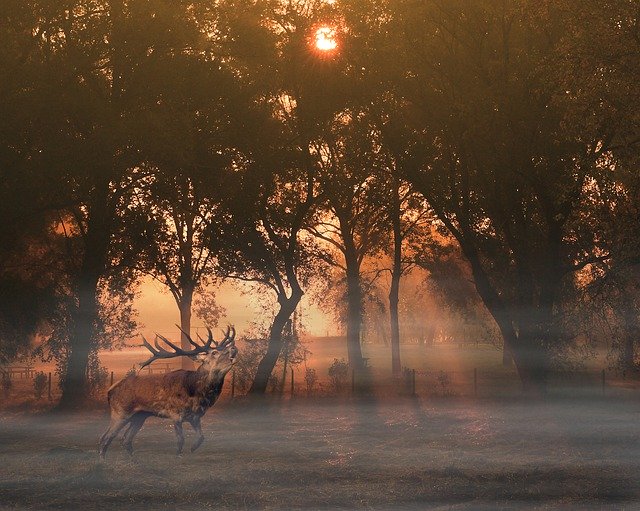 Gratis download Nature Wildlife Sunset - gratis foto of afbeelding om te bewerken met GIMP online afbeeldingseditor