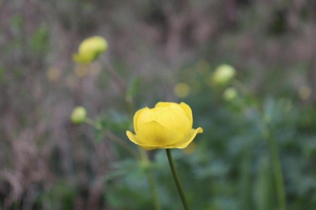Kostenloser Download Nature Wild Yello Flower - kostenloses Foto oder Bild zur Bearbeitung mit GIMP Online-Bildbearbeitung