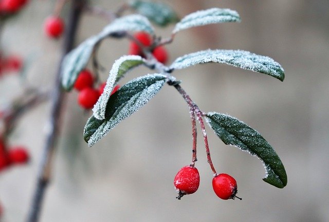 دانلود رایگان قالب عکس رایگان Nature Winter Frost برای ویرایش با ویرایشگر تصویر آنلاین GIMP