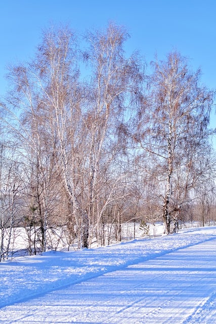 Free download nature winter seasonal trees free picture to be edited with GIMP free online image editor