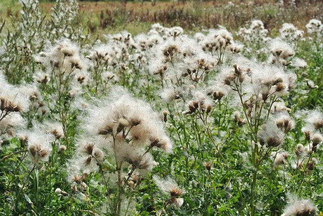 Descarga gratuita Nature Withered Flowers - foto o imagen gratuita para editar con el editor de imágenes en línea GIMP