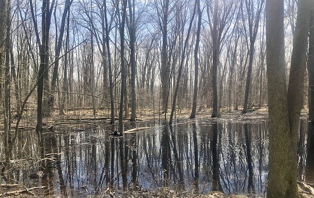 Muat turun percuma Nature Woods Forest - foto atau gambar percuma untuk diedit dengan editor imej dalam talian GIMP