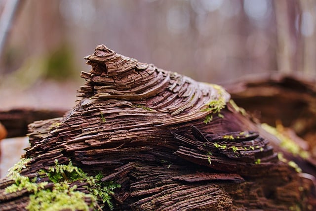 Free download nature woods outdoors forest macro free picture to be edited with GIMP free online image editor