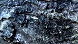 Free download Nature Woods Tree -  free video to be edited with OpenShot online video editor