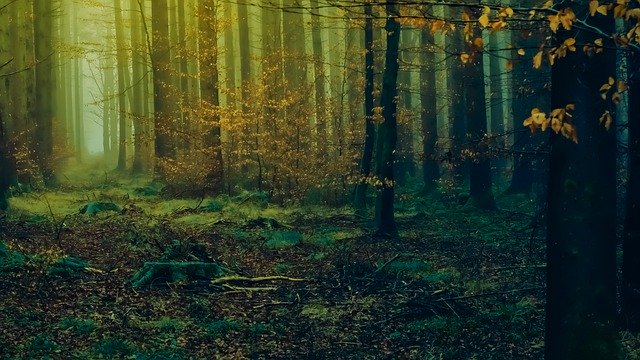 Muat turun percuma Nature Wood Tree - foto atau gambar percuma percuma untuk diedit dengan editor imej dalam talian GIMP