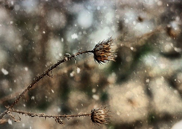 Download grátis Natur Thorns Nature - foto ou imagem grátis para ser editada com o editor de imagens online GIMP