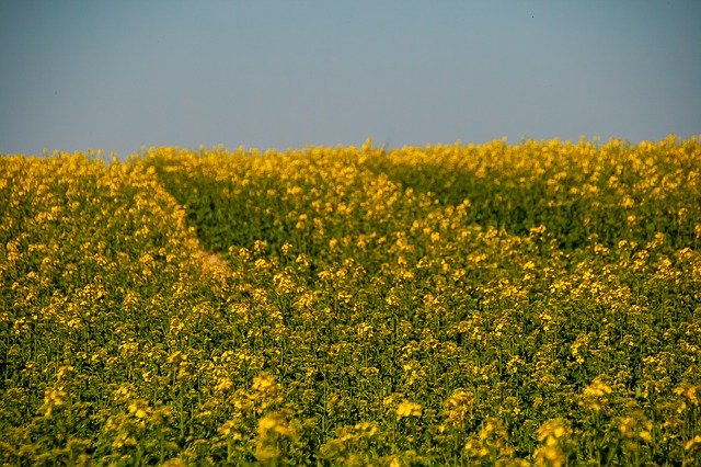 Descărcare gratuită Natur Yellow Flowers - fotografie sau imagini gratuite pentru a fi editate cu editorul de imagini online GIMP
