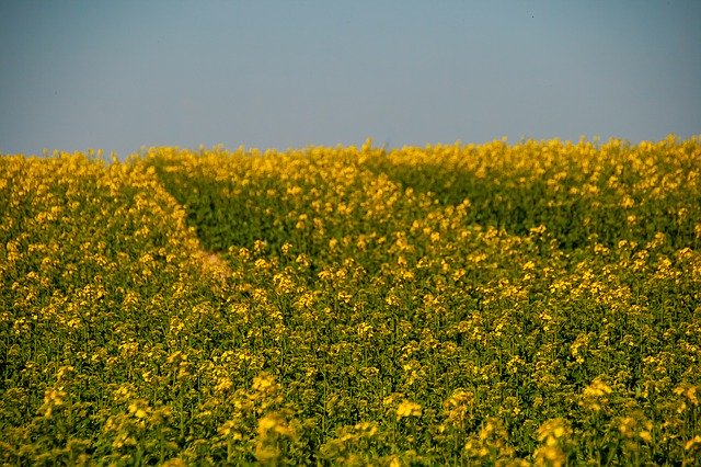 Free download Natur Yellow Flowers -  free photo or picture to be edited with GIMP online image editor