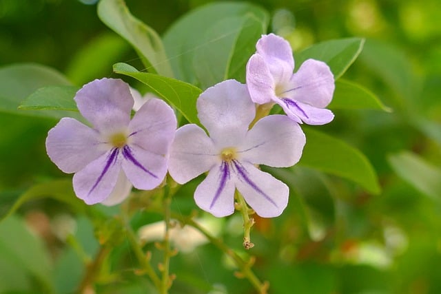 Free download naughty boys duranta erecta free picture to be edited with GIMP free online image editor