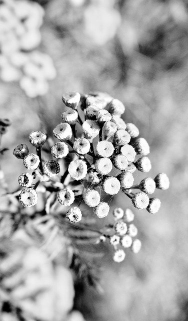 Free download n b b w monochrome nature light free picture to be edited with GIMP free online image editor