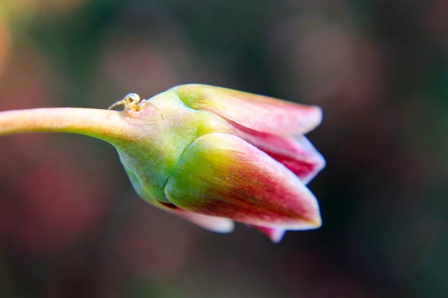 Kostenloser Download Nectaroscordum Sizilianische Honiglilie - kostenloses Foto oder Bild zur Bearbeitung mit GIMP Online-Bildbearbeitung