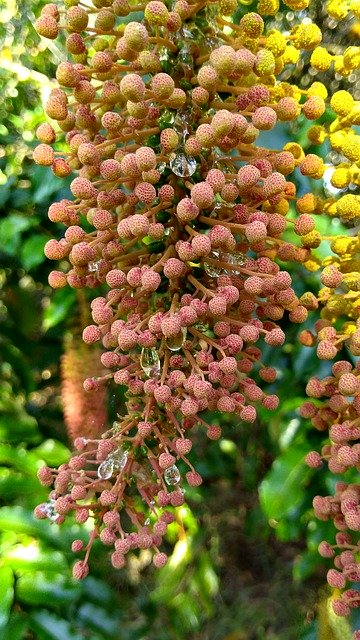 دانلود رایگان گل گیاه شهد - عکس یا تصویر رایگان قابل ویرایش با ویرایشگر تصویر آنلاین GIMP