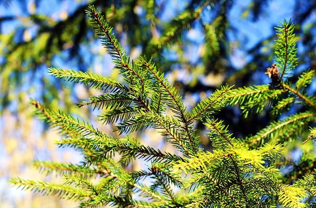 Free download needle branches red spruce conifer free picture to be edited with GIMP free online image editor