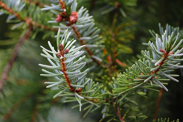 Free download needle branch pine needles conifer free picture to be edited with GIMP free online image editor
