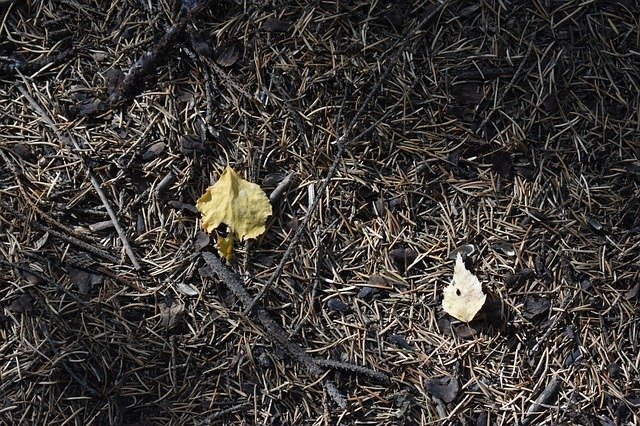 Bezpłatne pobieranie Needle Pine Spruce - bezpłatne zdjęcie lub obraz do edycji za pomocą internetowego edytora obrazów GIMP