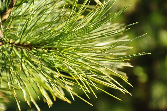 Muat turun percuma Needles Pine Forest - foto atau gambar percuma untuk diedit dengan editor imej dalam talian GIMP