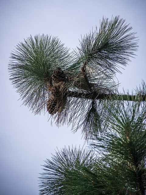 Bezpłatne pobieranie Needles Pine Green - bezpłatne zdjęcie lub obraz do edycji za pomocą internetowego edytora obrazów GIMP