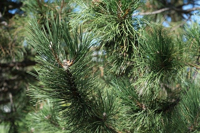 Descărcare gratuită Needles Pine Tree - fotografie sau imagini gratuite pentru a fi editate cu editorul de imagini online GIMP