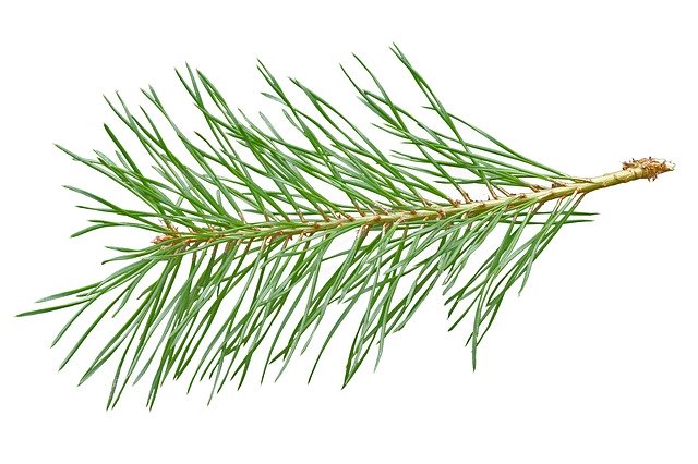 Free download Needles Scotch Pine Needle Branch -  free photo or picture to be edited with GIMP online image editor