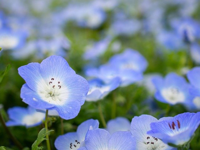 Descarga gratuita Nemophila Spring Flowers: foto o imagen gratuita para editar con el editor de imágenes en línea GIMP