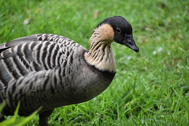 Free download nene goose bird hawaiian goose free picture to be edited with GIMP free online image editor