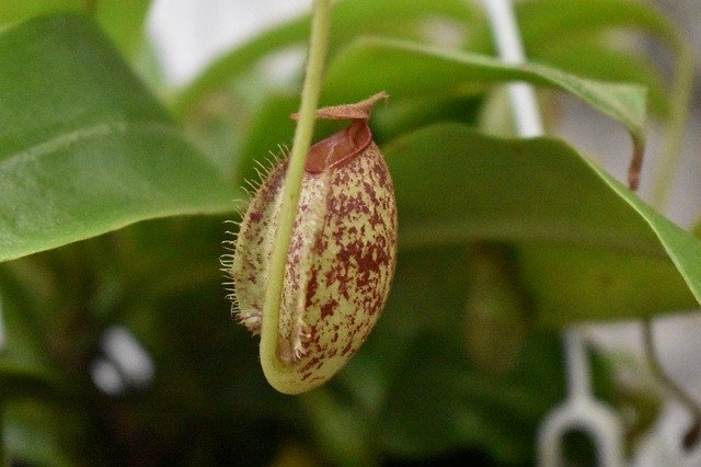 Free download Nepenthes Carnivorous Plant -  free photo or picture to be edited with GIMP online image editor