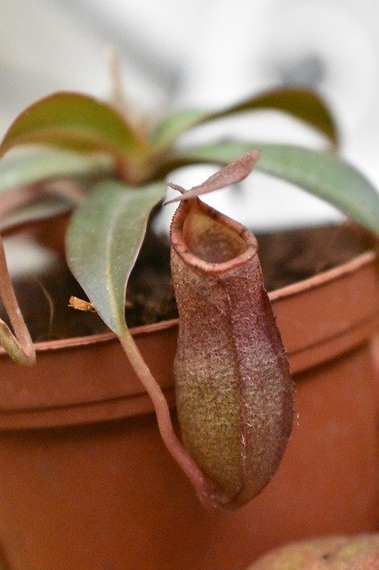 Free download Nepenthes Insects Plant -  free photo or picture to be edited with GIMP online image editor