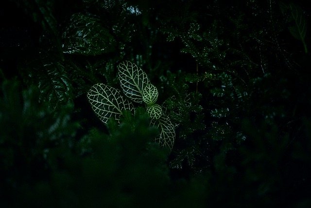 Free download nerve plant leaves plant green free picture to be edited with GIMP free online image editor