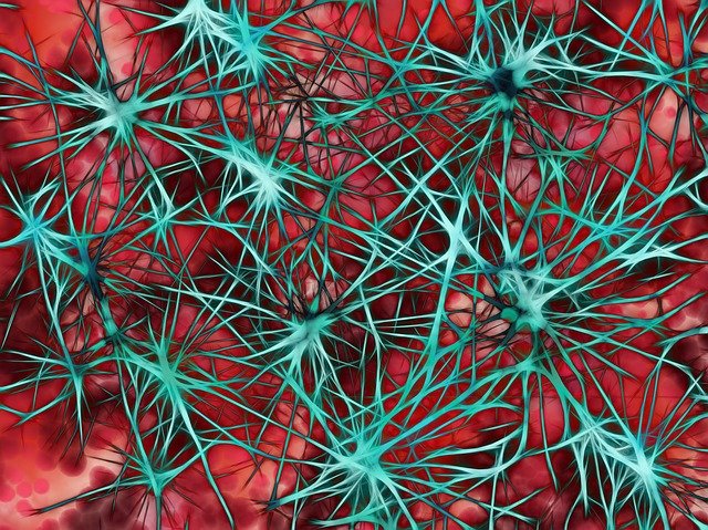 Free download Nerves Cells Star Dendrites -  free illustration to be edited with GIMP free online image editor