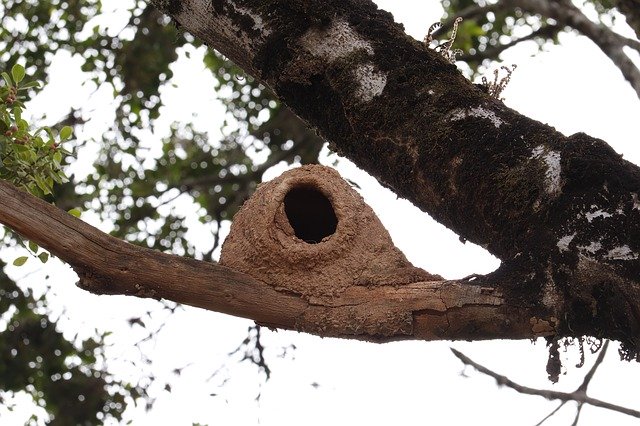 Muat turun percuma templat foto percuma Nest Bird Home untuk diedit dengan editor imej dalam talian GIMP