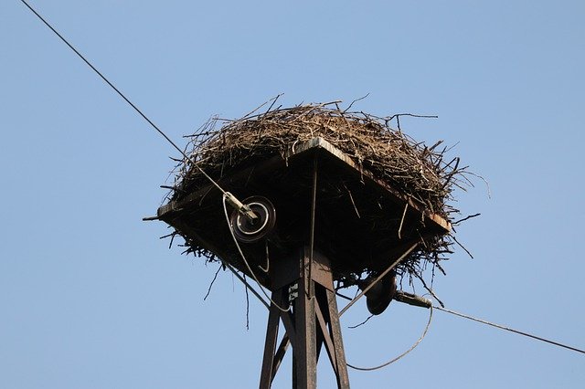 Gratis download Nest Birds Eggs - gratis foto of afbeelding om te bewerken met GIMP online afbeeldingseditor