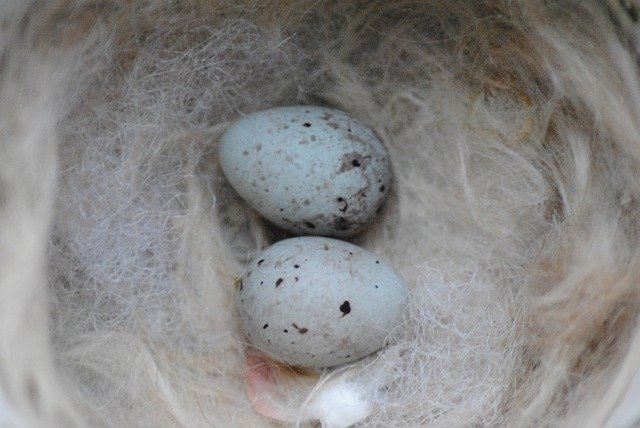 Free download Nest Canary Eggs -  free photo or picture to be edited with GIMP online image editor