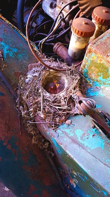 Free picture Nest Chicks Car -  to be edited by GIMP free image editor by OffiDocs