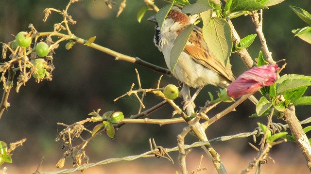 Free download Nesting Bird Zimbabwe Urban -  free photo or picture to be edited with GIMP online image editor