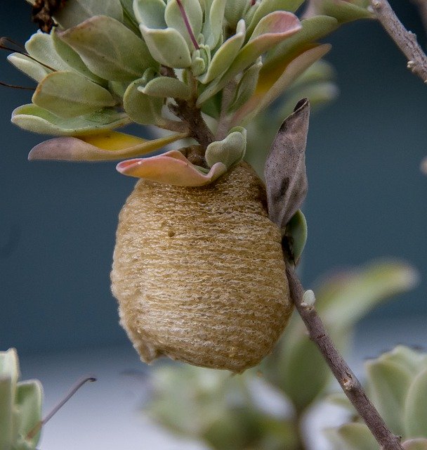 Free download Nest Insects Praying Mantis -  free photo or picture to be edited with GIMP online image editor