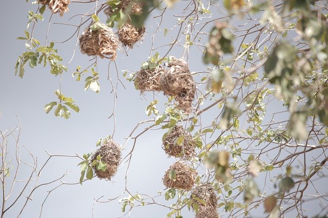 Скачать бесплатно Nest Nature Animal - бесплатное фото или изображение для редактирования с помощью онлайн-редактора изображений GIMP