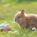 Nest of eggs and baby rabbits  screen for extension Chrome web store in OffiDocs Chromium