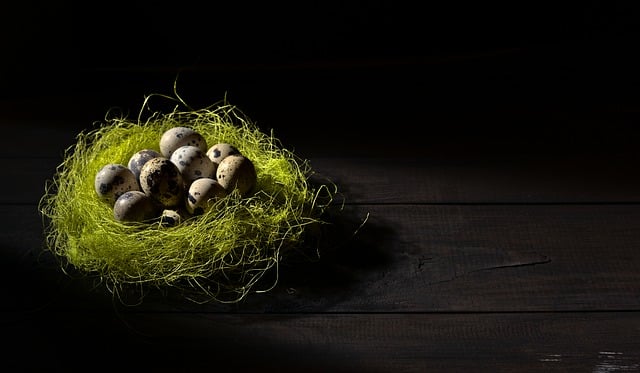 Free download nest quail egg eggs bird nest free picture to be edited with GIMP free online image editor