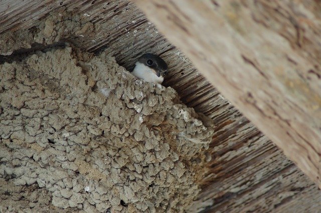 Muat turun percuma Nest Swallow Swallows - foto atau gambar percuma untuk diedit dengan editor imej dalam talian GIMP