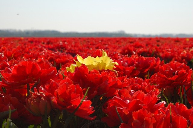 Бесплатно скачать Нидерланды Цветы Тюльпаны - бесплатное фото или изображение для редактирования с помощью онлайн-редактора изображений GIMP