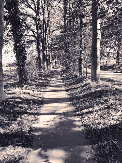 Free download Netherlands Forest Path -  free photo or picture to be edited with GIMP online image editor