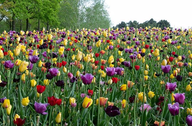 Gratis download Nederland Holland Keukenhof - gratis foto of afbeelding om te bewerken met GIMP online afbeeldingseditor