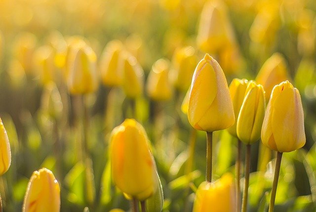 Free download netherlands tulips flower field free picture to be edited with GIMP free online image editor