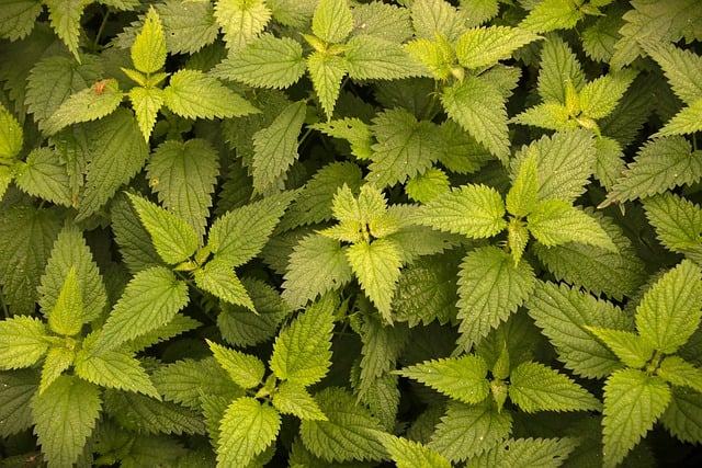 Free download nettle green plants weed herbs free picture to be edited with GIMP free online image editor