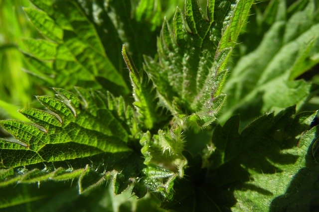 Free download Nettle Leaf Green -  free photo or picture to be edited with GIMP online image editor