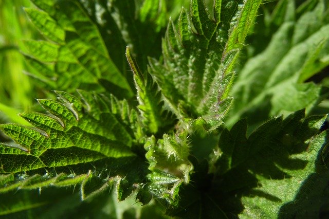 تنزيل Nettle Leaf Green مجانًا - صورة مجانية أو صورة لتحريرها باستخدام محرر الصور عبر الإنترنت GIMP